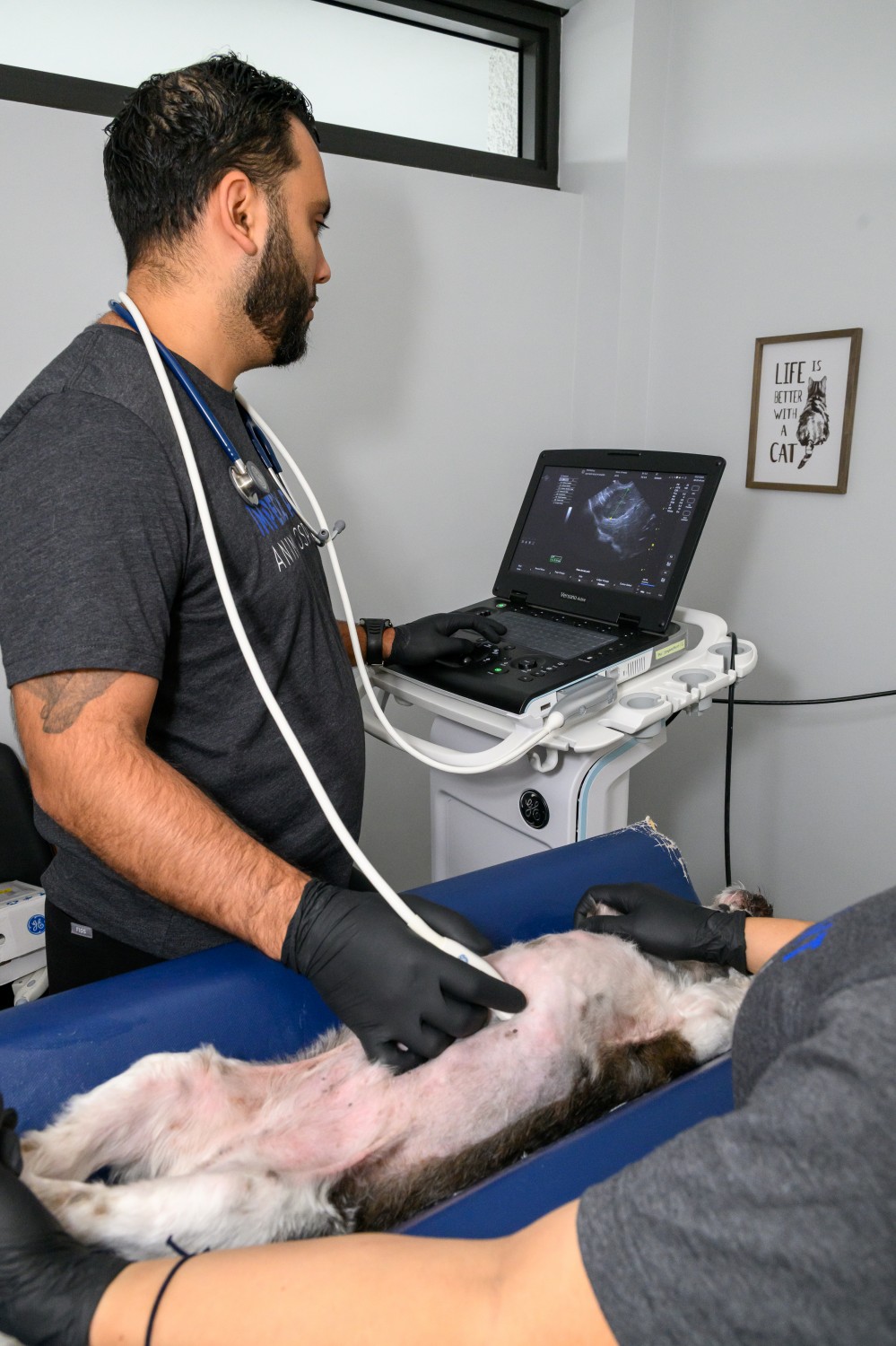 Pet getting an Ultrasound Pet getting an Ultrasound