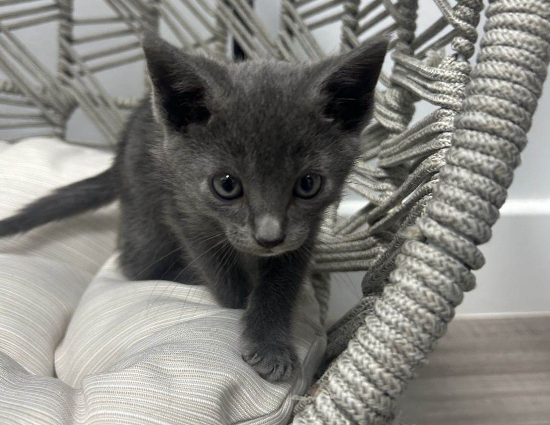 Grey Kitten in Chair Grey Kitten in Chair
