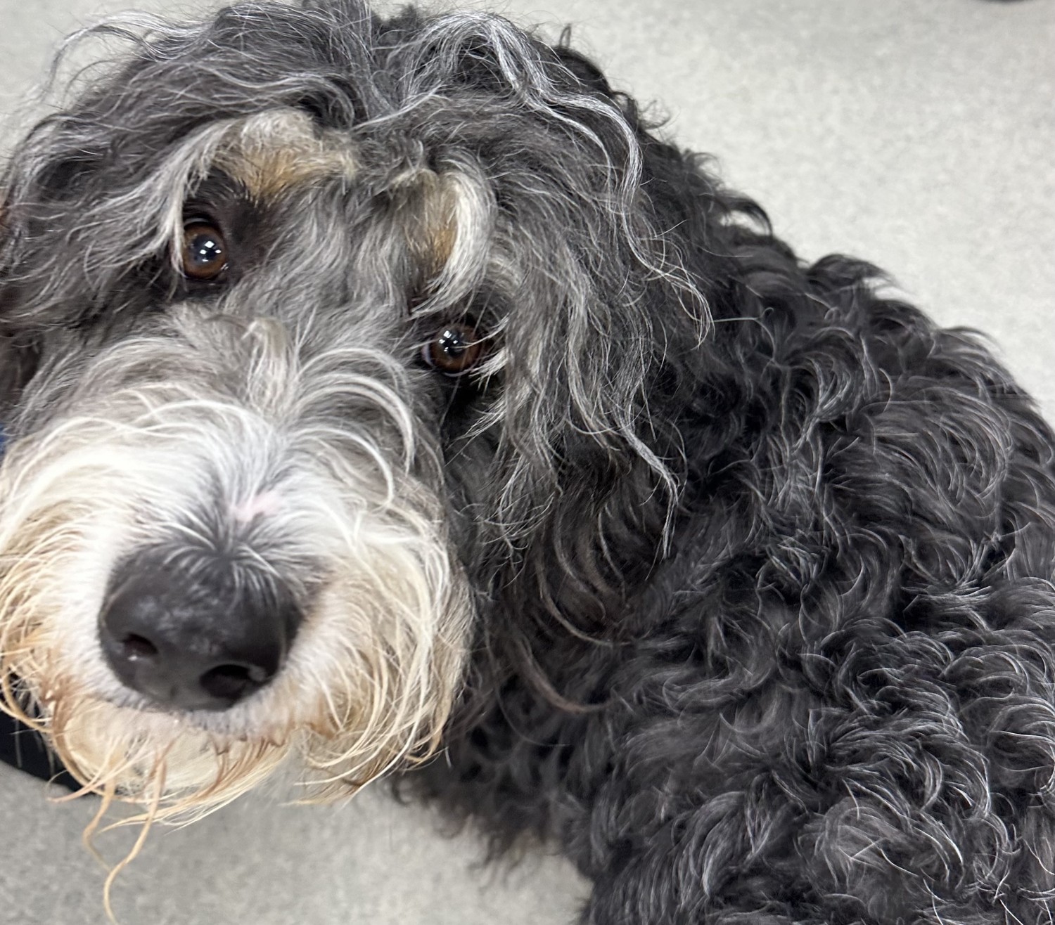 Grey Dog Grey Dog