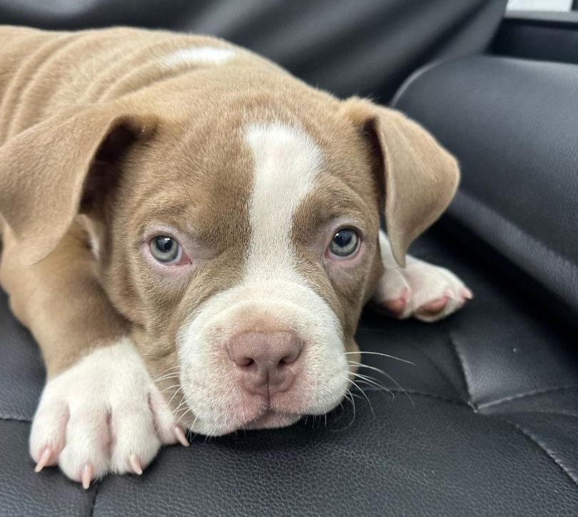 Puppy in Car Puppy in Car