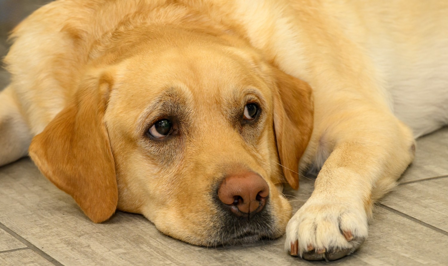 Dog laying down Dog laying down