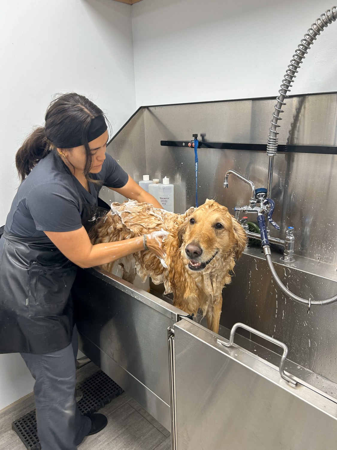 Dog getting a bath