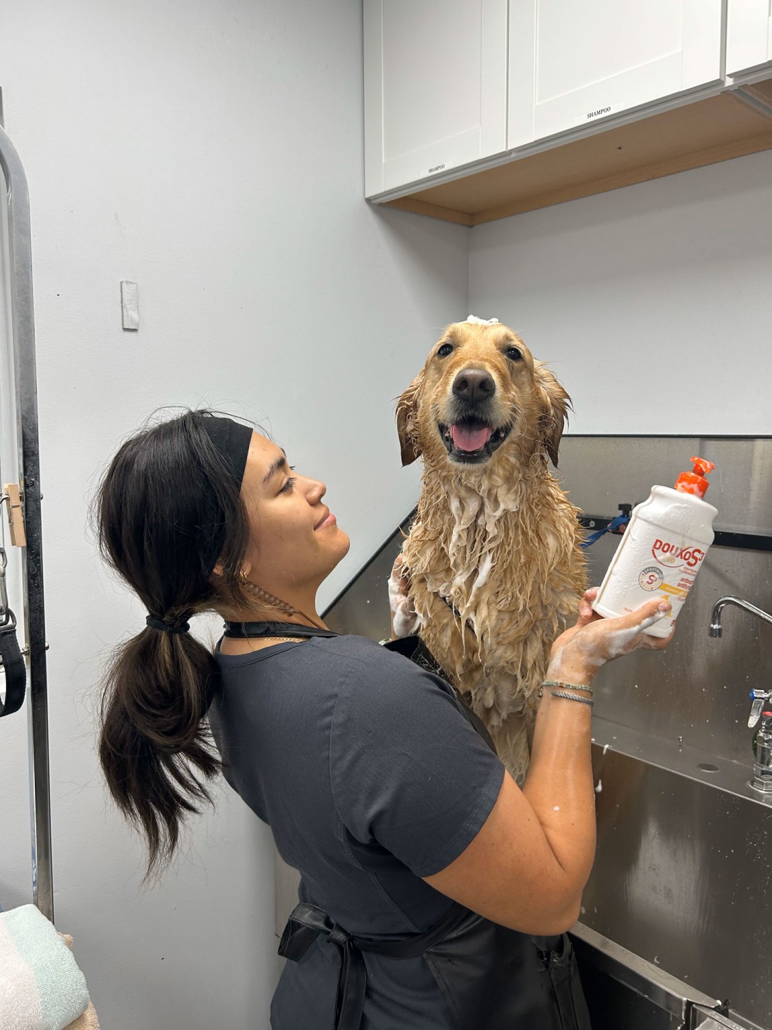 Dog getting a bath