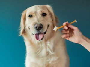 Dog with toothbrush