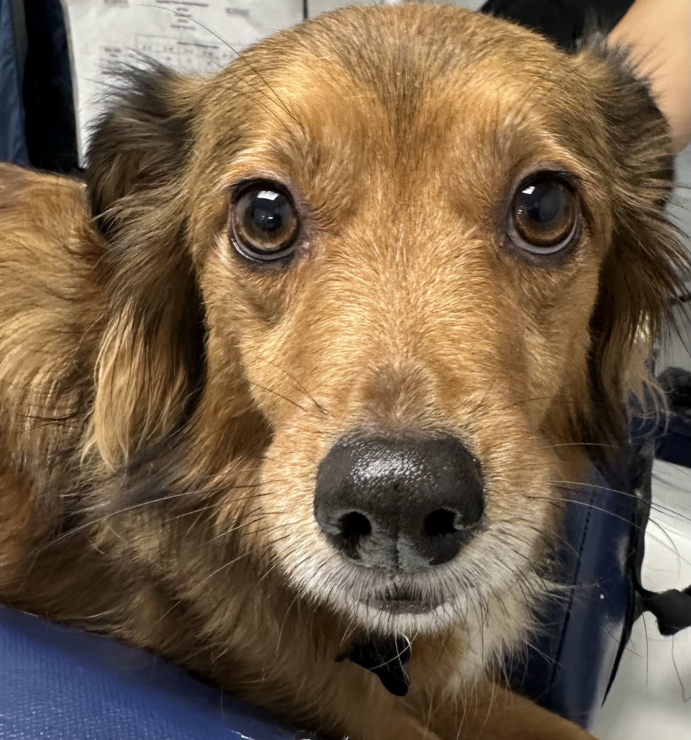 Dog Getting Exam Dog Getting Exam
