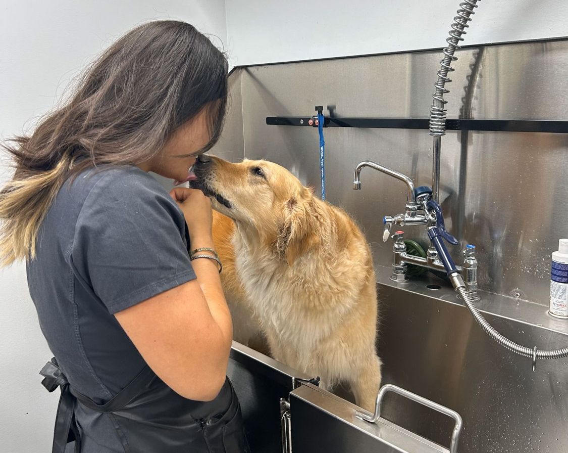 Dog getting bath