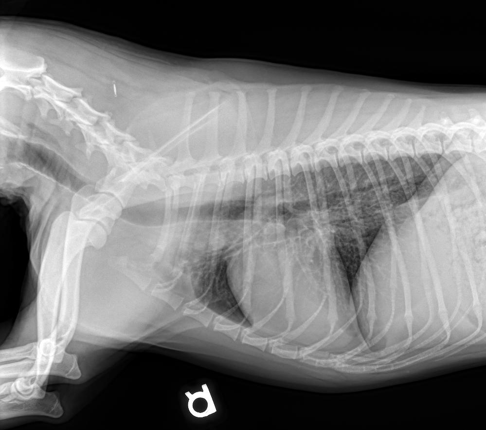 RADIOLOGY
